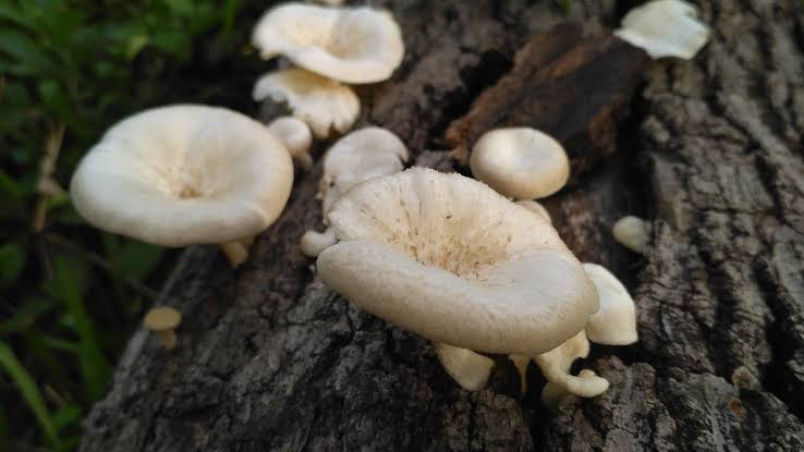 jamur bisa berkomunikasi